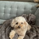 오늘도귀엽개 이미지