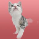 야옹아 놀자 경주점 이미지