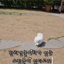 롯데애견 이미지