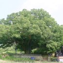 남원 진기리 느티나무 이미지