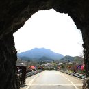 라제통문벚꽃길 이미지