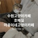 수원-1345 | 수원고양이카페 호매실 야옹이네고양이카페 — 랜선집사 탈출 성공🐾