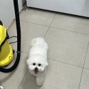 댕댕이 이발소 이미지