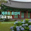 가야-6 | 제주도 혼인지 수국) 언제 가야 예쁠까? 6월 수국 개화현황 솔직 후기