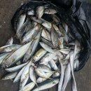 칼치랑고등어랑 이미지