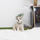 실버케어마스터 이미지