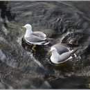 수영강변로2 이미지