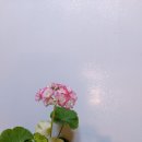 로즈버드 - 군산시 | 로즈버드