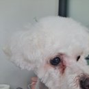 복이애견샵 네이버블로그