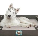 Design Dog 이미지