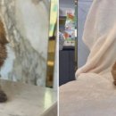 강아지분양 고양이분양 도그마루 무료 검단점 이미지