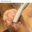 준녀들 이거 뭐라고해야 나올까 ㅠㅠ 이미지