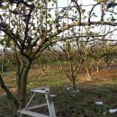 낙안농장 이미지