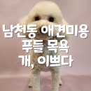 남천동 수영구청 근처 푸들 애견미용 개,이쁘다