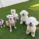 멍해피 애견유치원&호텔 이미지