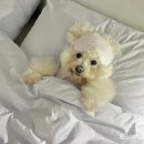 림의 집 이미지