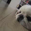 썬플라워컴퍼니