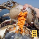 연평우체국 | 연평도 꽃게 제철 알배기 암꽃게 구매 후기