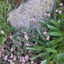 예레미야 17:1~11 자고새에게 가서 배우라 이미지