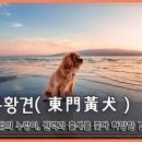 동문황견(東門黃犬), 이미지