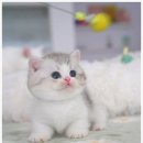 부산고양이분양 모나미네코 해운대본점 이미지