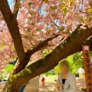 개심사입구 주차장 | 서산 개심사 벚꽃 개화시기 청벚꽃 겹벚꽃 주차팁