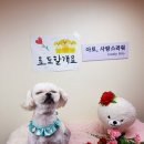 아토 강아지 미용실 이미지