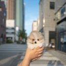 아르르펫 이미지