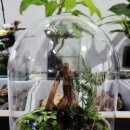 나만의세상 테라리움 만들기 이미지