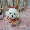 마이제이스 이미지