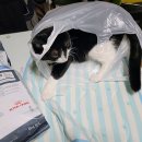 관악동물종합병원 이미지