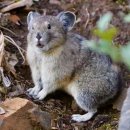 바다요정 이미지