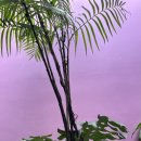 스파카인드 이미지