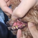 백두산동물병원 이미지