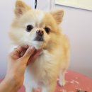 까르르멍멍 이미지