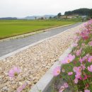 법산연꽃마을 이미지