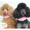 별그루밍 이미지