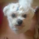 설기설기 이미지