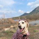 밀크앤돌