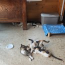 내촌4 | [포천 대형 카페] 귀여운 고양이 가족과 계곡 그리고 바베큐장까지! 베어스타운 카페 추천_내촌상회