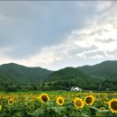 해바라기 - 포항시 남구 | 해바라기