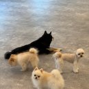 갈매독 애견유치원 이미지