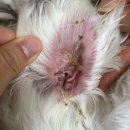 청담 고운 피부과 동물병원 이미지