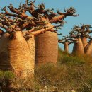 바오밥나무 이미지