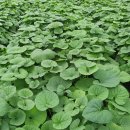 역둔보건진료소 이미지