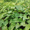 병순농장 이미지