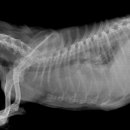 용원동물병원 이미지