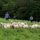 한땀목장 이미지