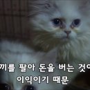 우리가 펫샵을 지양해야 하는 이유 이미지