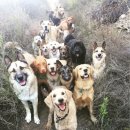 옆집강아지 이미지